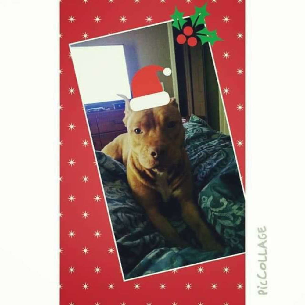 Happy Holidays from Roxy 🐶🐶